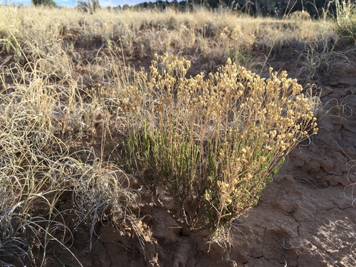 Broom Snakeweed