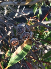 Eucalyptus capitellata