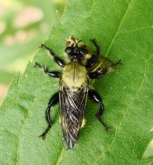 Laphria divisor