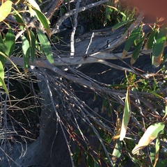 Eucalyptus capitellata