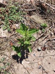 Pitraea cuneato-ovata