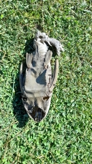 Hypostomus