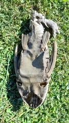 Hypostomus