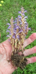 Phelipanche nana