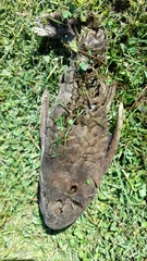 Hypostomus