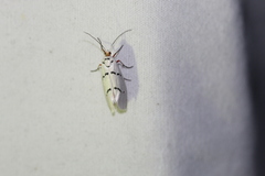 Enaemia atrolinea