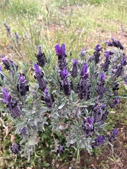 Lavandula stoechas image