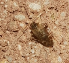 Hamatophylus guttulosus