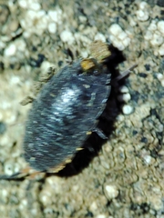 Porcellionides rufocinctus
