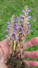 Phelipanche nana