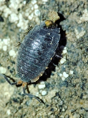 Porcellionides rufocinctus
