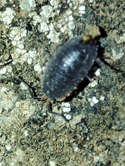 Porcellionides rufocinctus