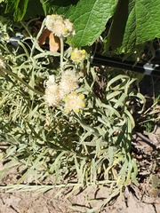 Pseudognaphalium cheiranthifolium