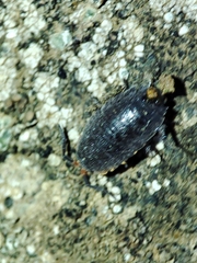 Porcellionides rufocinctus