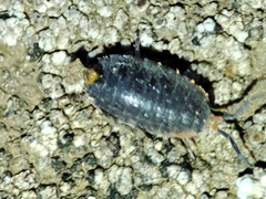 Porcellionides rufocinctus
