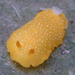 White-speckled Dorid - Photo (c) Robin Gwen Agarwal, some rights reserved (CC BY-NC), uploaded by Robin Gwen Agarwal