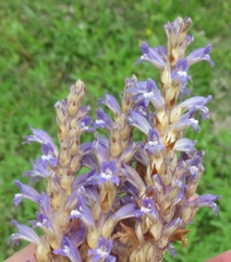 Phelipanche nana