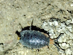 Porcellionides rufocinctus