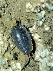 Porcellionides rufocinctus