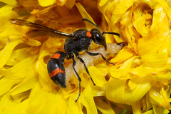 Ancistrocerus haematodes