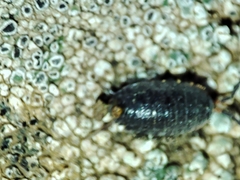 Porcellionides rufocinctus