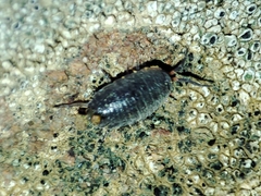 Porcellionides rufocinctus