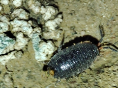 Porcellionides rufocinctus