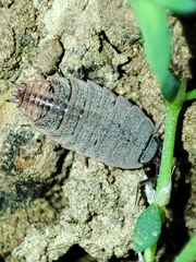 Proporcellio pusillus