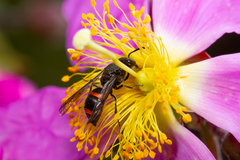 Ancistrocerus haematodes