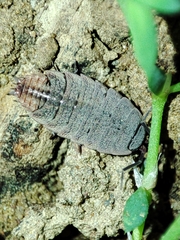Proporcellio pusillus