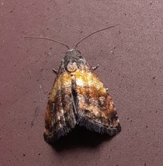 Tripudia flavofasciata