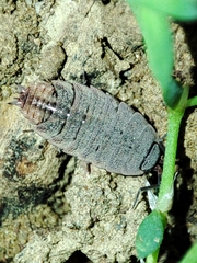 Proporcellio pusillus
