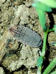 Proporcellio pusillus