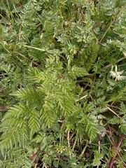 Anthriscus sylvestris
