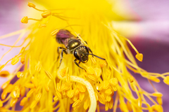 Lasioglossum loetum