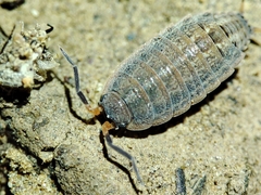 Proporcellio pusillus