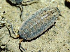 Proporcellio pusillus