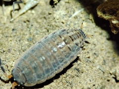Proporcellio pusillus