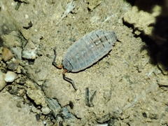 Proporcellio pusillus