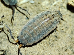 Proporcellio pusillus