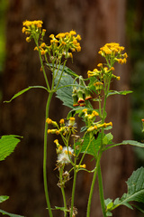 Crassocephalum montuosum