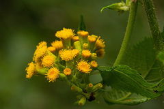 Crassocephalum montuosum