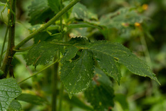 Crassocephalum montuosum