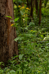 Crassocephalum montuosum