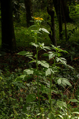 Crassocephalum montuosum