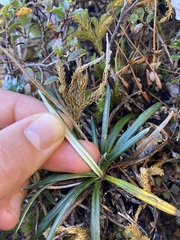 Celmisia major brevis