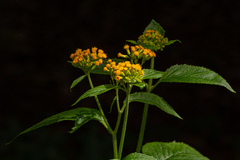 Crassocephalum montuosum