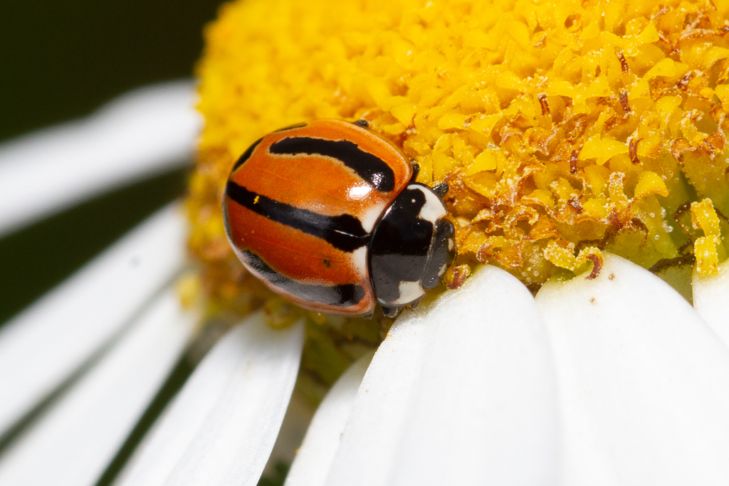 Coccinella miranda