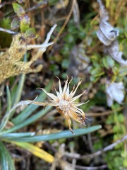 Celmisia major brevis