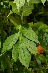 Crassocephalum montuosum